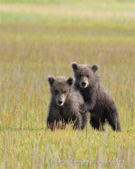 Bear cubs play - Shetzers Photography