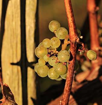 grapes, wine glass, vines, vintage, wine, drink, fruit, autumn, winegrowing, still life, leaves ...