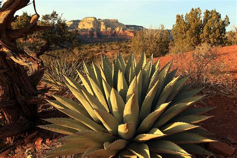 Cacti are more endangered than pandas. 1 species out of 3 is threatened ...