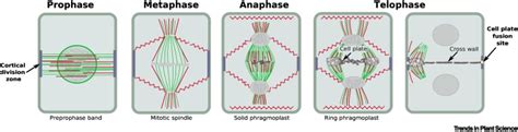 Tools for studying the cytoskeleton during plant cell division: Trends in Plant Science