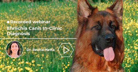 Ehrlichia Canis In-Clinic Diagnosis | Biogal Academy