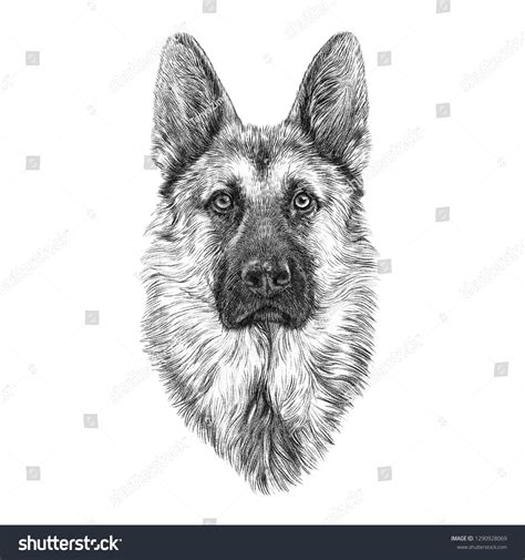 Black White Sketch German Shepherd Dog: ภาพประกอบสต็อก 1290928069 | Shutterstock