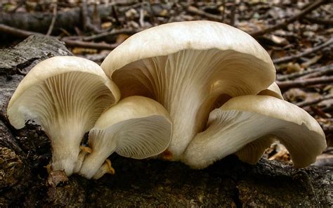 California Fungi: Pleurotus ostreatus