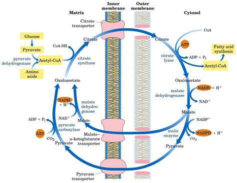 Fatty Acid Synthase Complex Archives | Our Biochemistry- Namrata Chhabra