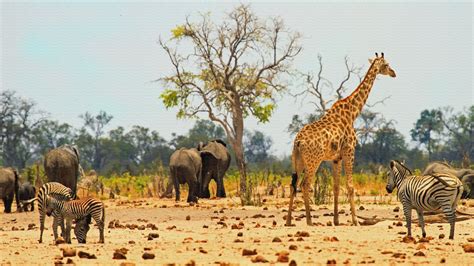 8 Best National Parks In Africa For Wildlife Safaris: An Ultimate Guide ...