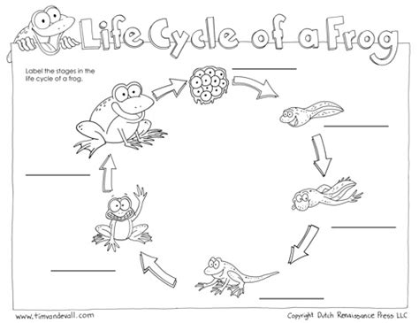 Life Cycle of a Frog Worksheets – Cut and Paste – Tim's Printables