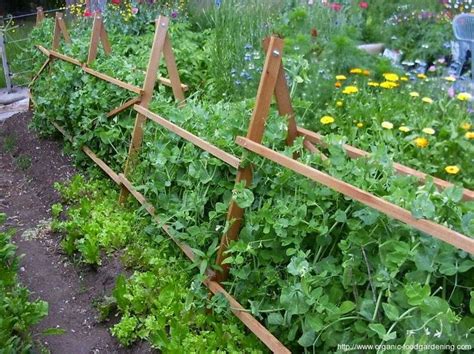 Neat idea for trellising tomatoes. | Landscape and Outdoor Fun! | Pinterest | Pea Trellis ...