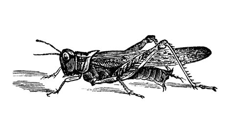 Was the Extinction of the Rocky Mountain Locust the Fulfillment of ...