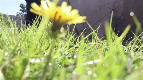 Daisy Yellow Flower GIF by JC Property Professionals - Find & Share on ...