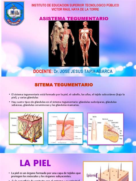 Anatomía y funciones del sistema tegumentario humano | PDF | Sistema ...