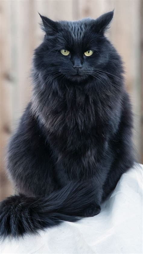 Pretty Cats, Beautiful Cats, Animals Beautiful, Cute Animals, Fluffy Black Cat, Fluffy Cat ...