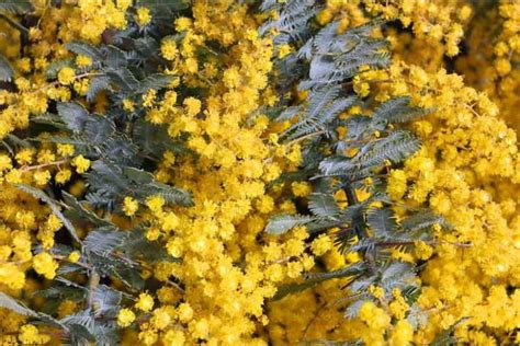 Acacia baileyana (Cootamundra Wattle)