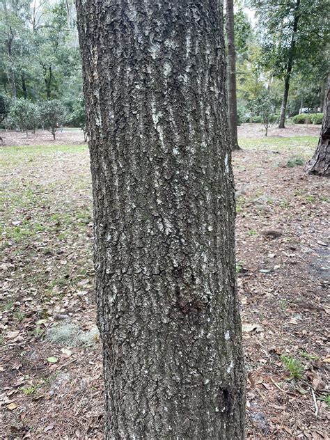 Water Oak-Bark | Quercus Nigra | jaxon nessmith | Flickr