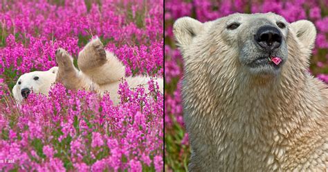 Canadian Photographer Captures Polar Bears Playing In Flower Fields