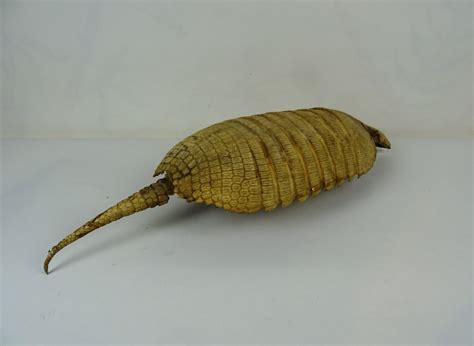 Taxidermy Armadillo Shell