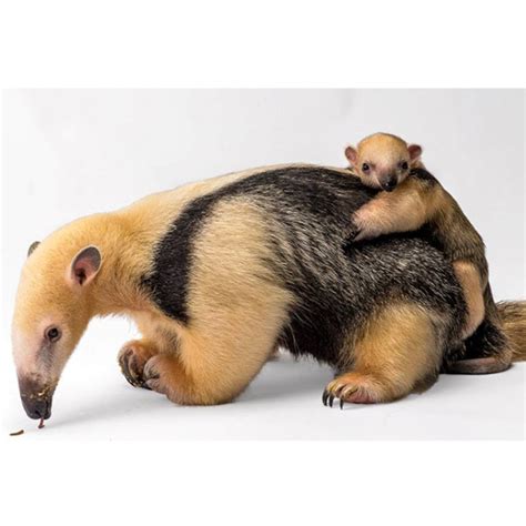 We Had No Idea Baby Anteaters Were So Cute!