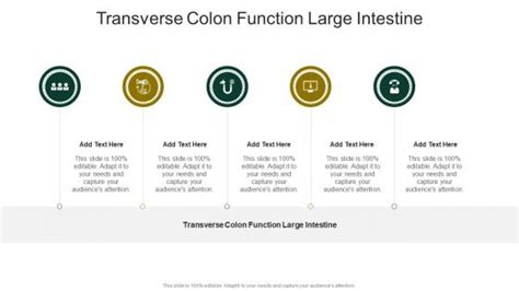 Transverse Colon Function Large Intestine PowerPoint Presentation and ...