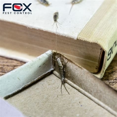 Top-Rated Silverfish Exterminators Near You in Rochester, NY – Get Your Silverfish Infestation ...