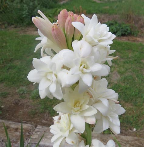 AARNA EXOTICS Rajnigandha Double Flowering Fragrant Polianthes Tuberosa Flower Bulbs(White,Pack ...