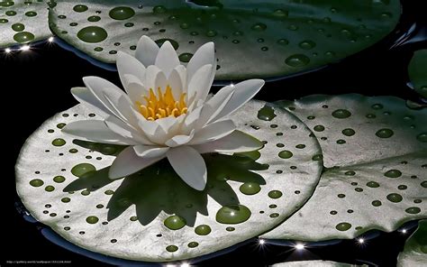 Water Lily Desktop Wallpaper - WallpaperSafari