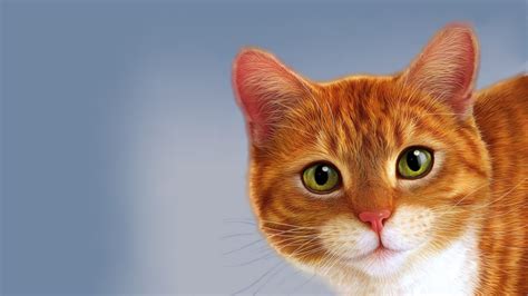 54 Ginger Cat Wallpapers - WallpaperBoat