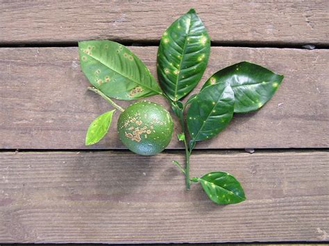 P8210059 | Symptoms of citrus canker caused by the plant-pat… | Flickr