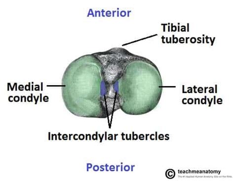 The Tibia - Proximal - Shaft - Distal - TeachMeAnatomy