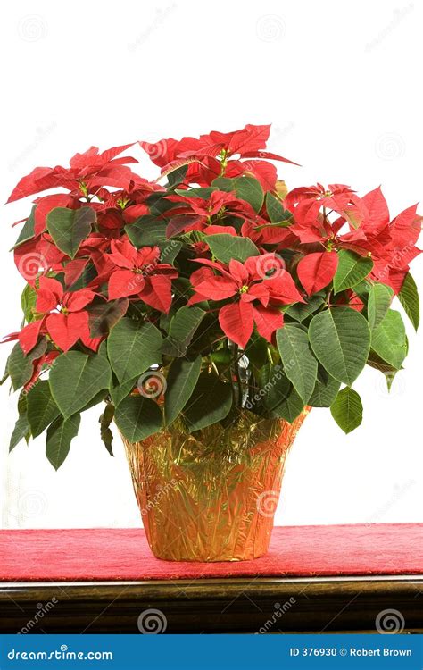 Poinsettia on White stock photo. Image of white, cheer - 376930