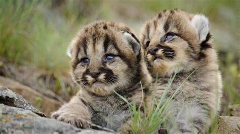 Mountain Lion Cubs : hardcoreaww