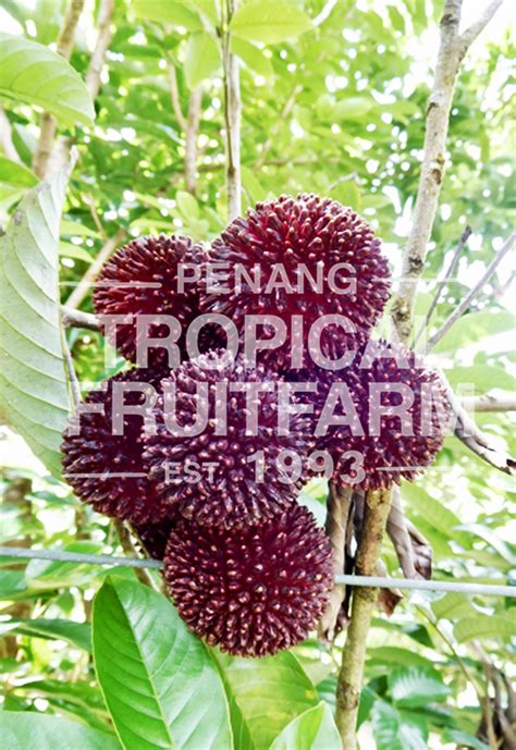 Pulasan - Penang Tropical Fruit Farm