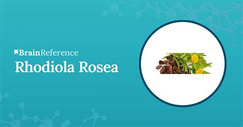 Rhodiola Rosea - Benefits, Uses, Side Effects