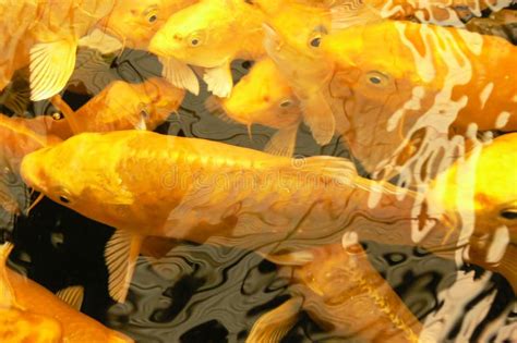 Golden Koi fish stock photo. Image of anticipation, asian - 2813270