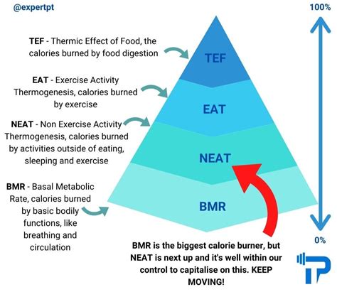 What is NEAT (Non-Exercise Activity Thermogenesis)?- Personal Training Online | Expert PT