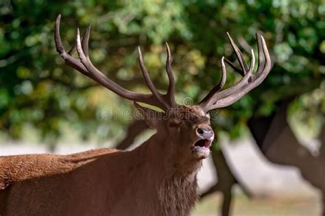 Large Red Deer with Antlers Growling on a Rural Field in the UK Stock ...