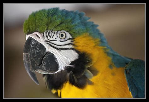 Blue-Gold Macaw Kuranda-3= | Blue-Gold Macaw Kuranda | Flickr