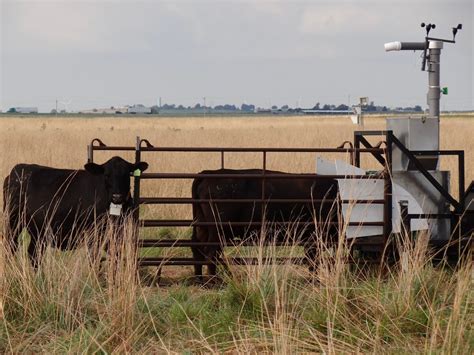 Scientists breathalyze cows to measure methane emissions