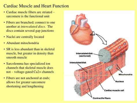 PPT - Cardiac Muscle and Heart Function PowerPoint Presentation, free download - ID:265192