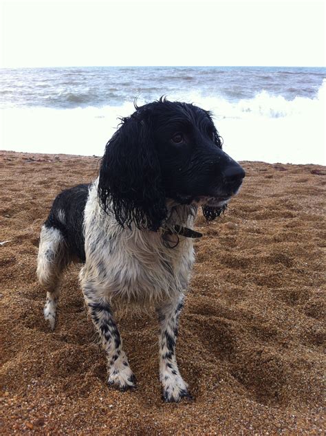 Black and white springer spaniel Hannah Gretton | Springer spaniel ...