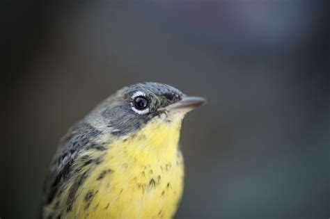 Hidden Movements of Small Songbird Have Important Climate Change ...