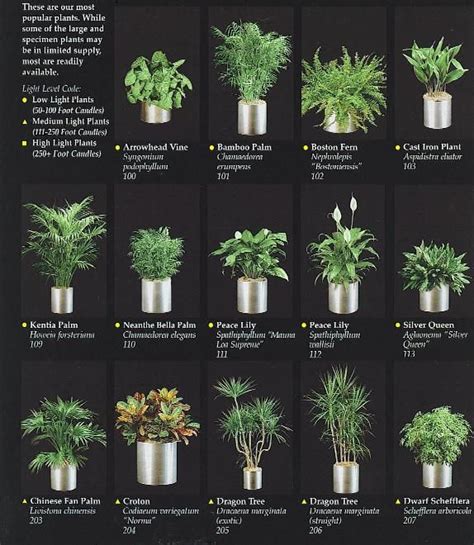 indoor plants for an office in 2020 | Best office plants, Office plants, Healthy office