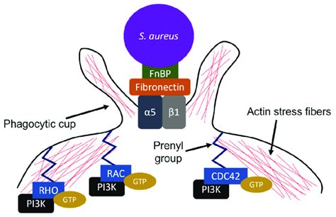 Schematic of Staphylococcus aureus invasion into host cells ...