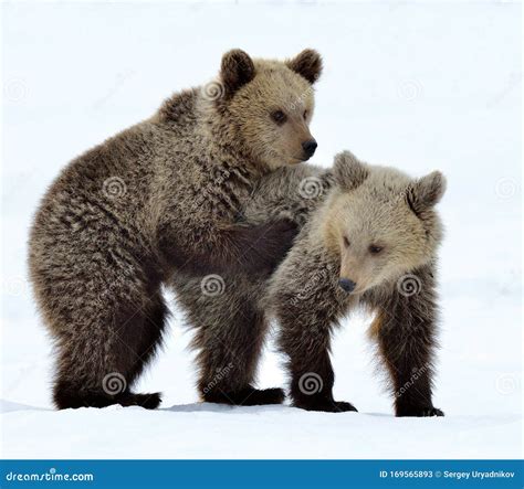 Bear Cubs are Playing in the Snow. Stock Image - Image of baby, cute ...