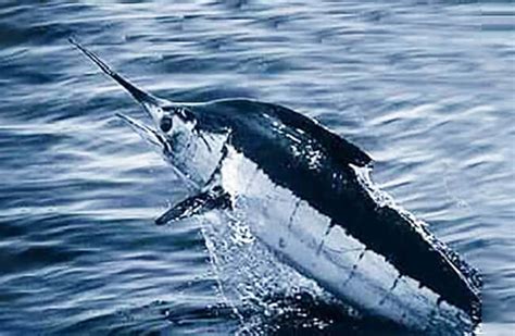 Blue Marlin - Description, Habitat, Image, Diet, and Interesting Facts