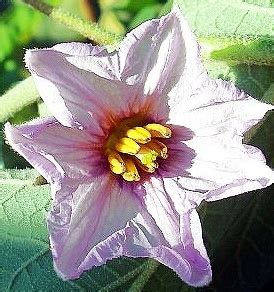 I need the entire structure of a brinjal flower (should include all the necessary parts,both ...