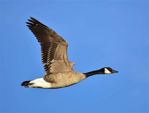 Canada Goose Migration: Where Are They Going? - New York Almanack