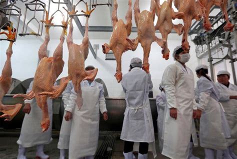 Gentler Chicken Slaughter? Chinese Province Thinks It’s Worth a Try - The New York Times