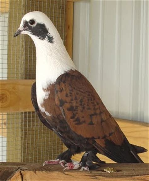 Shirazi Pigeon | Shakhsharli Tumbler Pigeon ~ ENCYCLOPEDIA OF PIGEON BREEDS