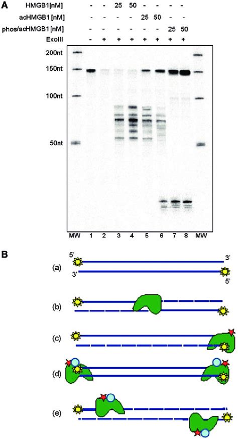 Exonuclease III digestion of the complexes of 32 P-labelled 147 bp DNA... | Download Scientific ...