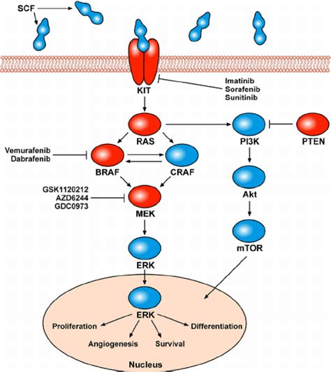 Mapk Pathway Melanoma