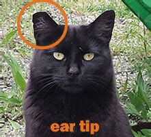 Ear Tipping — Feral Cat Spay/Neuter Project